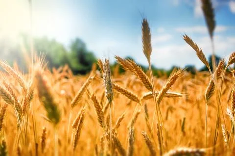 Wheat in Summer Stock Photos