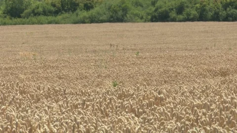 Wheat in summer in Ukraine Stock Footage 201496173
