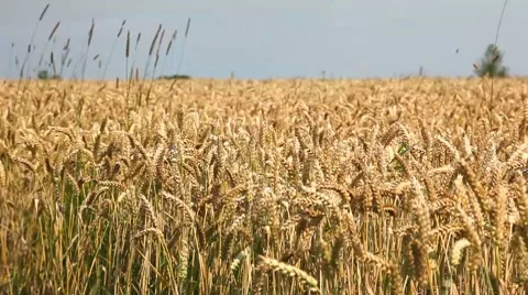 Wheat in summertime Stock Footage