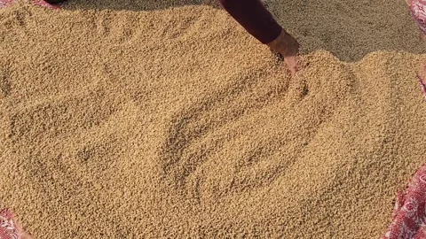 Wheat Sun Drying Method Stock Footage 294013724