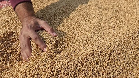 Wheat Sun drying method slow Motion Stock Footage 294016300