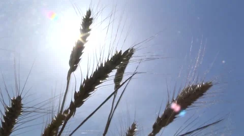 Wheat in the sun. Field. harvest Stock Footage 61127139