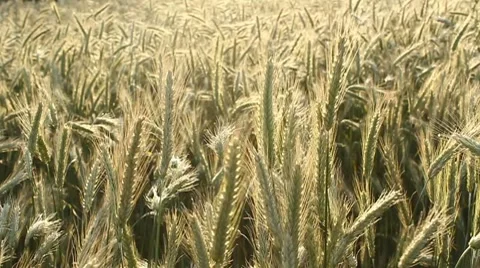 Wheat in the Sun Stock Footage 7732912