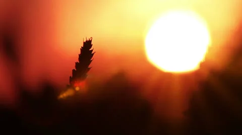 Wheat In The Sun Видео 25869519