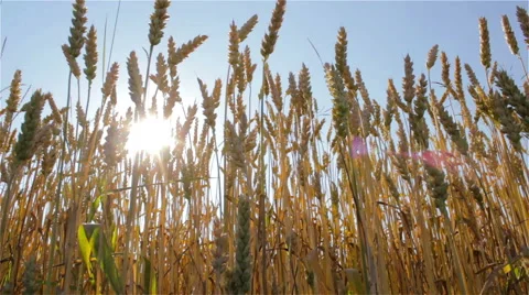 Wheat in the sun Stock Footage 51848103