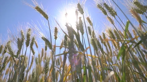 Wheat in the sun sways in the wind Stock Footage 117539119
