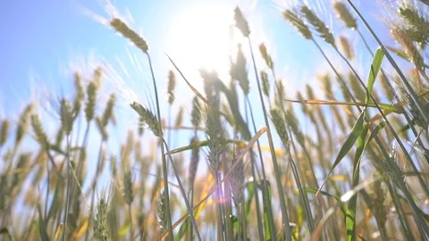 Wheat in the sun sways in the wind Stock Footage 117539120