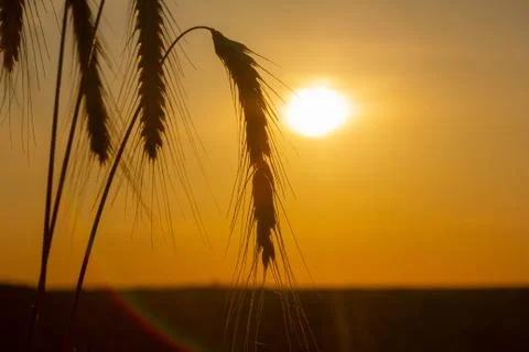 Wheat at sunset in the back light Stock Photos