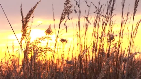 Wheat at Sunset in the breeze Stock Footage 44410292