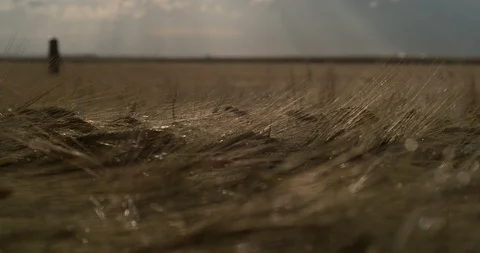Wheat Sunset Dolly Glow Farm Stock Footage 114185148