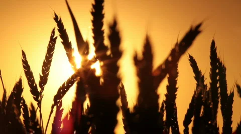 Wheat at sunset Stock Footage 736320