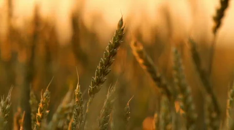 Wheat at sunset 動画素材 736380