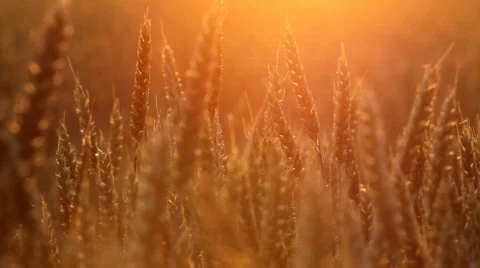 Wheat at sunset Stock Footage 736392