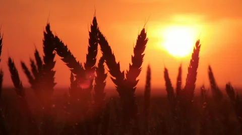 Wheat at sunset Vídeos de archivo 743258