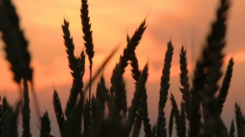 Wheat at sunset Stock Footage 743278