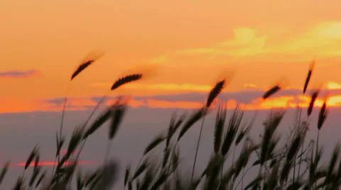 Wheat at sunset Stock Footage 1464165