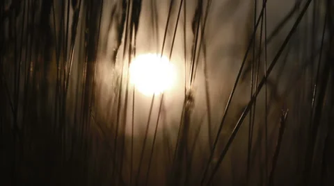 Wheat in the sunset Stock Footage 33379432