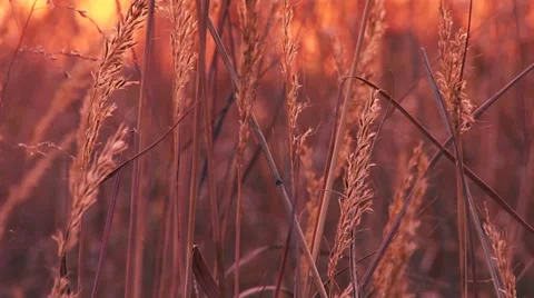 Wheat at Sunset Stock Footage 44427328