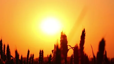 Wheat at sunset. Stock Footage 51220385