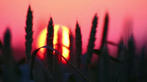 Wheat at sunset. Stock Footage 51220394