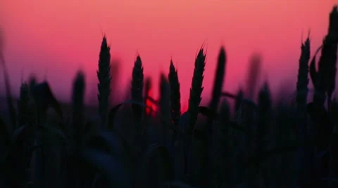 Wheat at sunset. Stock Footage 51220397