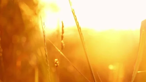 Wheat at the sunset Stock Footage 80273982
