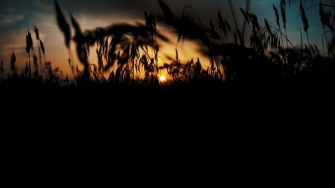 Wheat Sunset Stock Footage 90487413