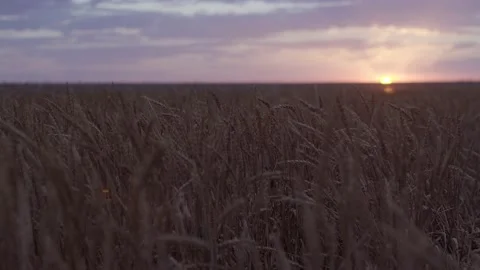 Wheat at sunset before harvest. Russia, Stavropol Territory. Stock Footage