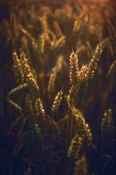 Wheat in sunset light close up Stock Photos
