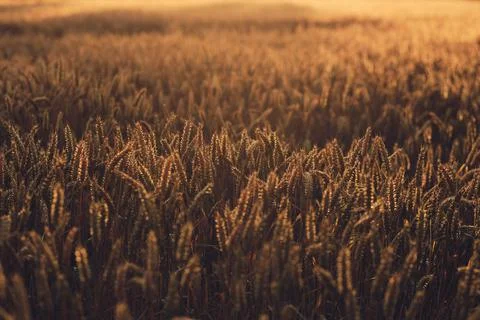 Wheat in sunset light in summer Stock Photos