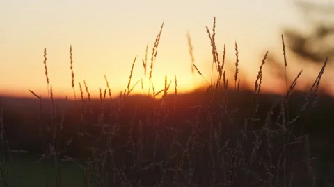 Wheat at sunset, medium and close-up shot Stock Footage 254421296