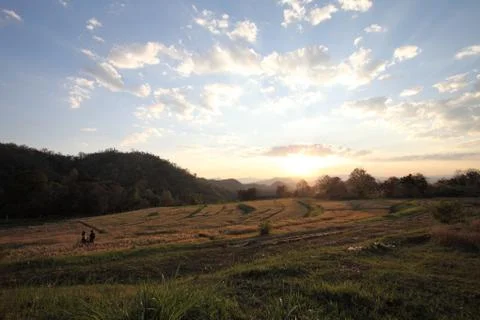 Wheat in sunset Stock Photos