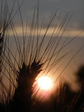 Wheat at the sunset Photos