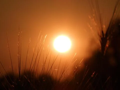 Wheat at the sunset Stock Photos