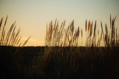 Wheat in the sunset Stock Photos