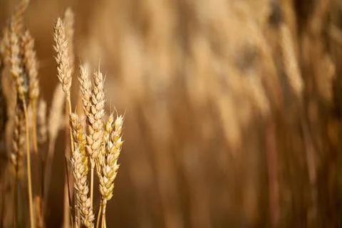 Wheat at the sunset Stock Photos