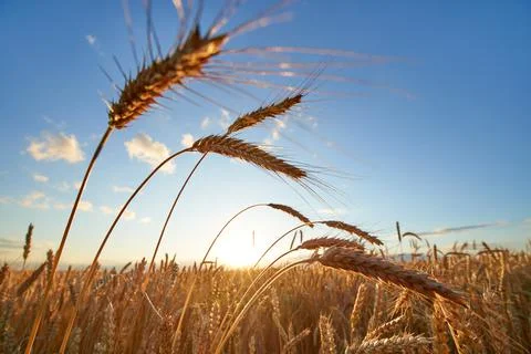 Wheat at the sunset Stock Photos