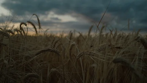 Wheat Sunset Push in Stock Footage 115756524