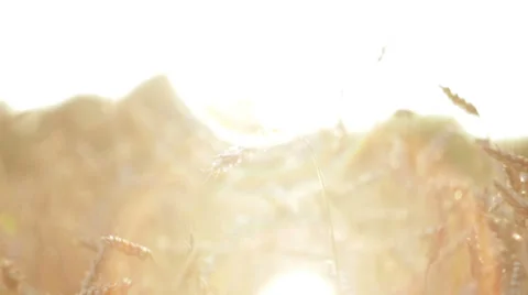 Wheat at sunset rays Stock Footage 39587450