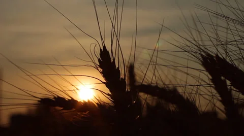 Wheat Sunset Silhouette HD Stock Footage 31977373