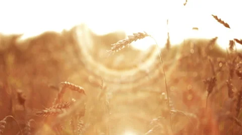 Wheat at Sunset in Slow Motion HD Stock Footage 41573238