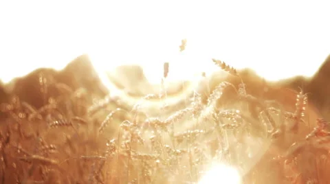 Wheat at Sunset in Slow Motion HD Stock Footage 41573281