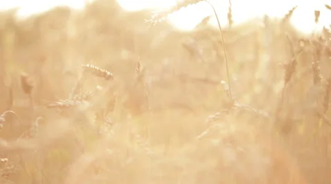 Wheat at Sunset in Slow Motion HD Stock Footage 41573299