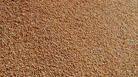 Wheat Surface Texture Top View Close up. Pattern Background Stock Footage 60408674