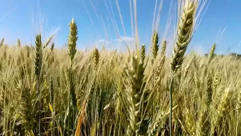 Wheat Sway In The Wind Stock Footage 77782134