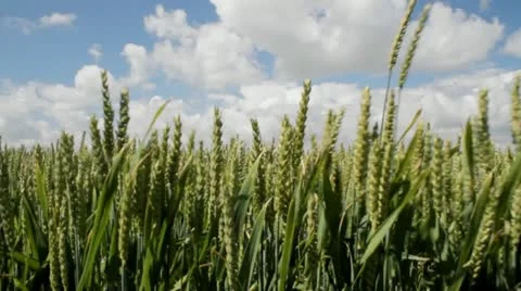 Wheat swaying in breeze Stock Footage 11249062