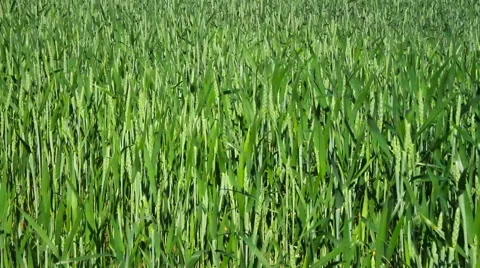 Wheat swaying in the field. Stockbeeldmateriaal 40728626