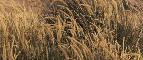 Wheat swaying from the gentle wind Stock Footage 152399535