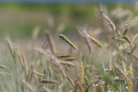 Wheat swaying gently in the sunny fields of Europe during harvest season Stock Photos