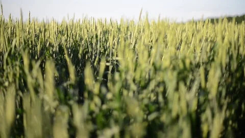 Wheat Swaying Strongly Stock Footage 100686745